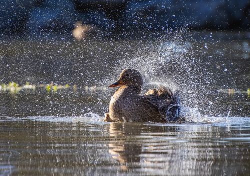 Free A duck creating splashes as it swims in a sunlit lake, capturing motion and light reflections. Stock Photo