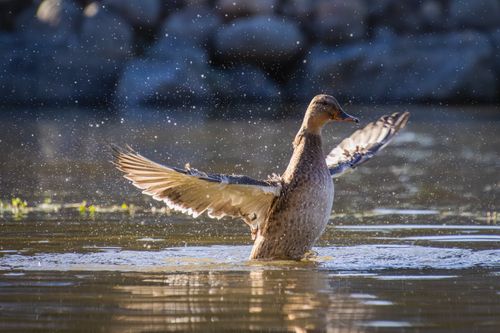 Free A duck spreading its wings in a shimmering lake under the sun. Stock Photo