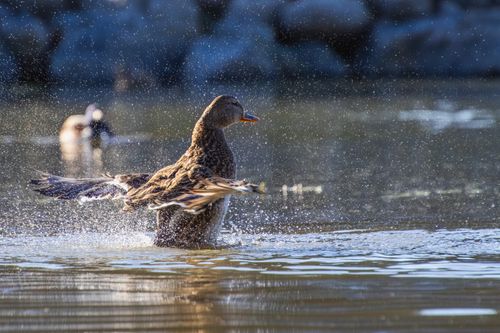 Free A duck lands on the water, creating a dynamic splash and serene ripples. Stock Photo