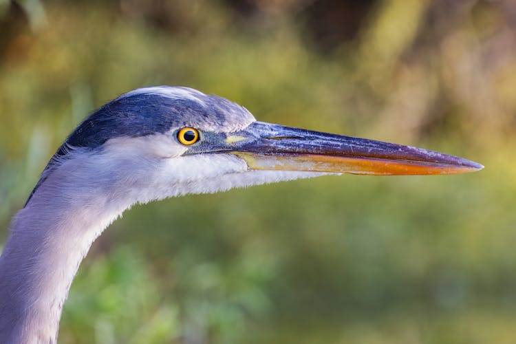 Head And Beak Of Grey Heron