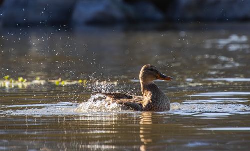 Free A duck splashing in a sunlit lake creating water droplets, a perfect capture of nature's beauty. Stock Photo