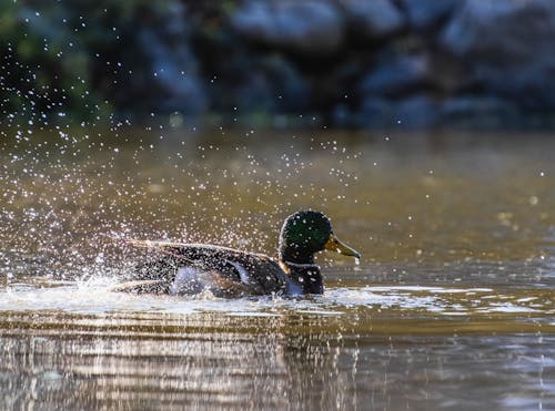 Close up of Duck in Water