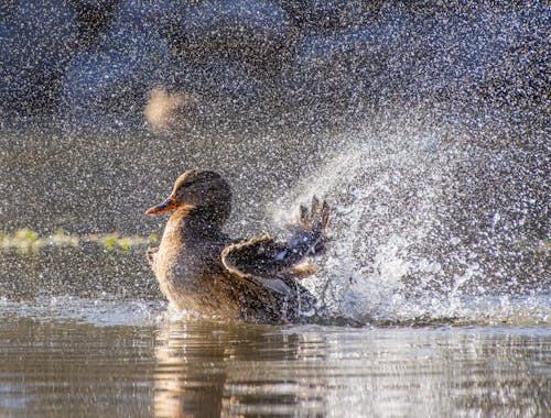 Close up of Duck Splashing Water