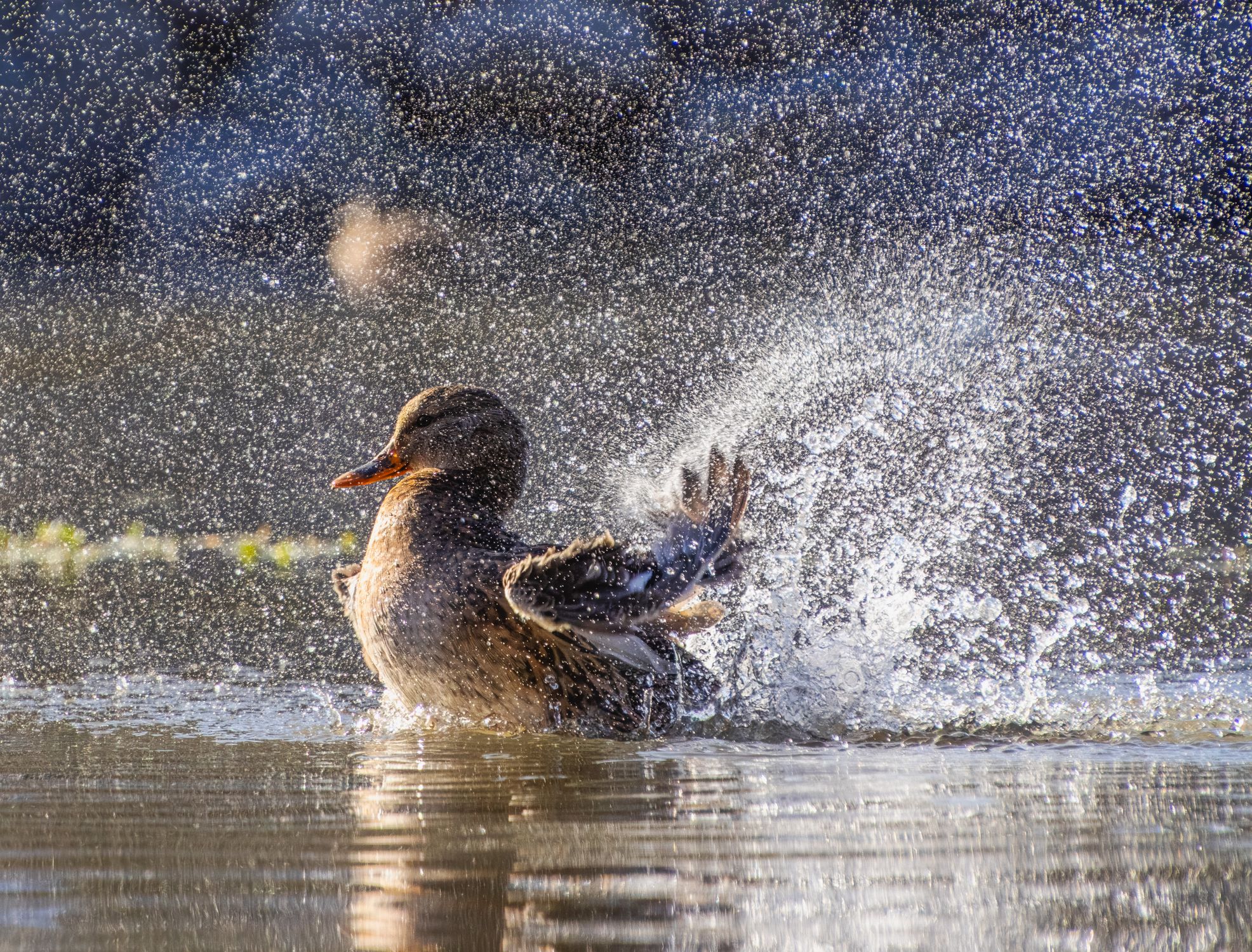 Close Up Of Duck Splashing Water Free Stock Photo close-up-of-duck-splashing-water-free-stock-photo
