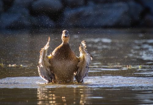 Free A duck energetically splashing water under sunlight, creating a captivating wildlife scene. Stock Photo