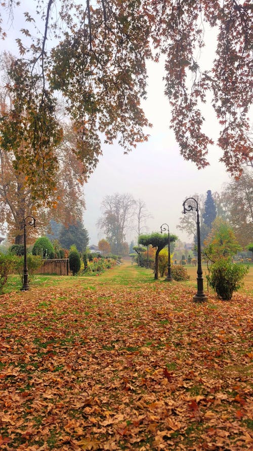 Základová fotografie zdarma na téma atmosfera de outono, podzim, podzimní barvy