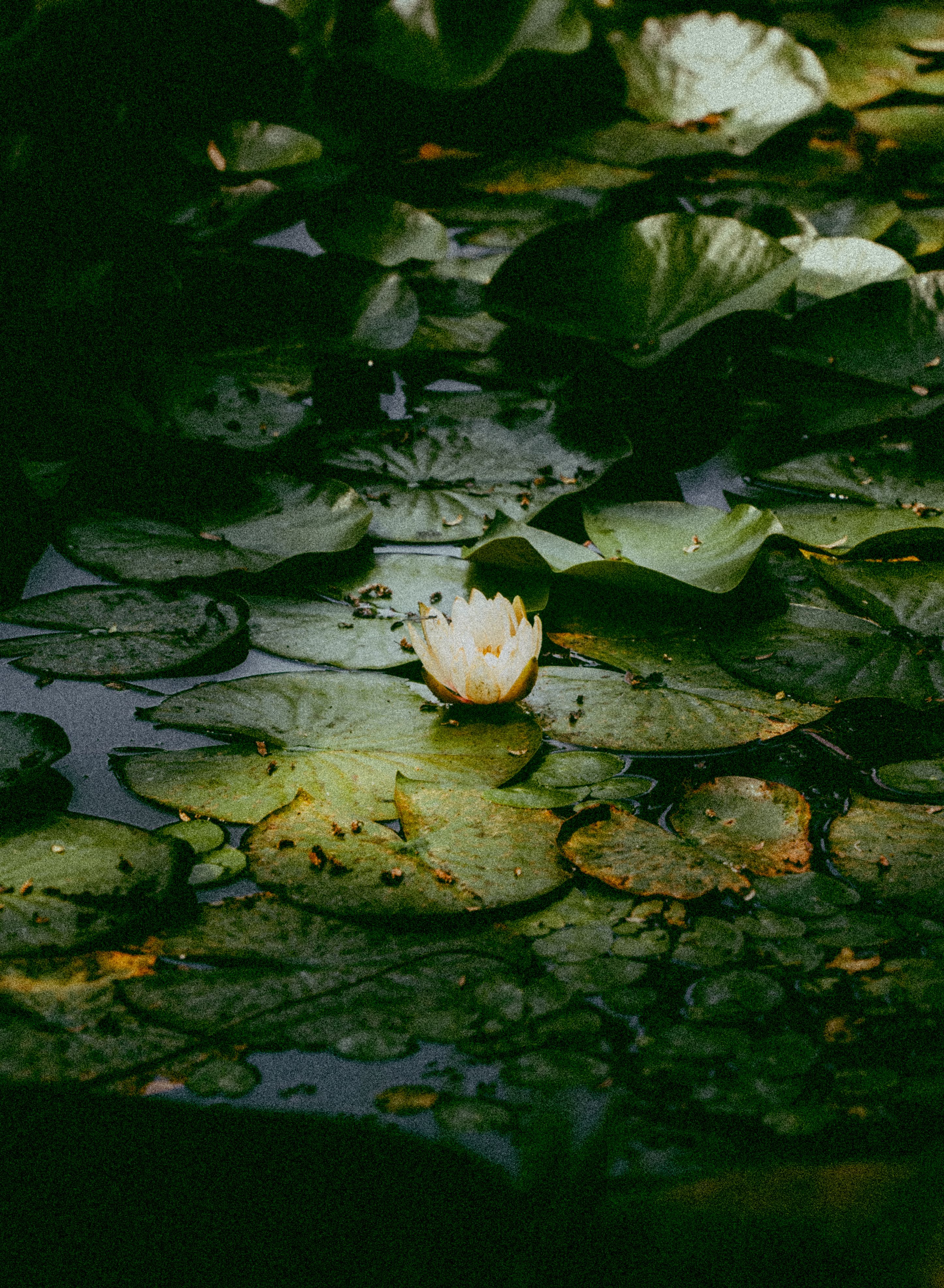 Lotus Flower and Water Lilies on Lake  Free Stock Photo