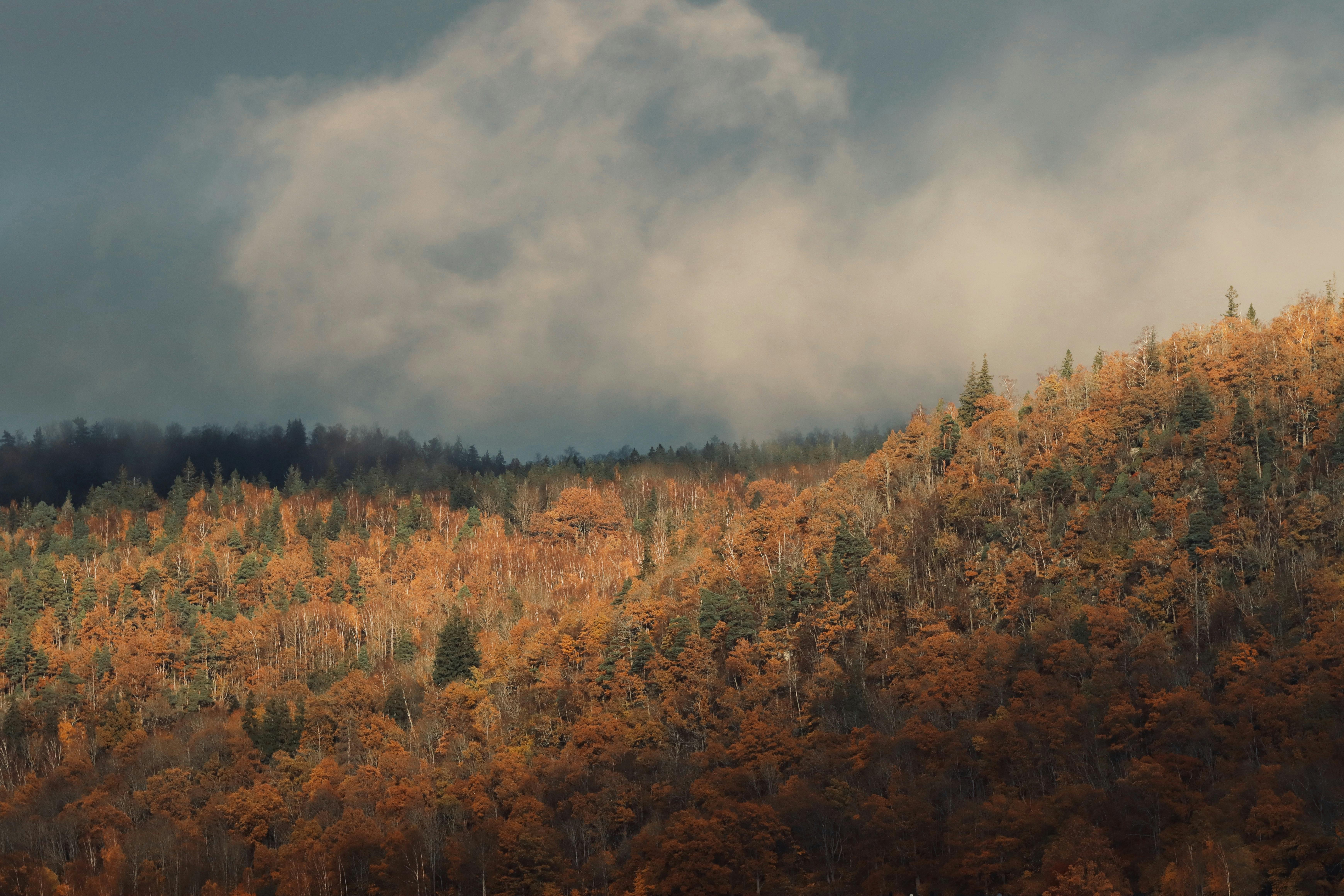 Nature Photography · Free Stock Photo