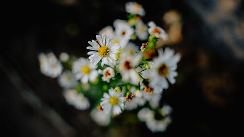Macro of Blooming Flowers on Dark Background