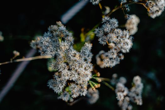 Seed Heads of White Snakeroot
