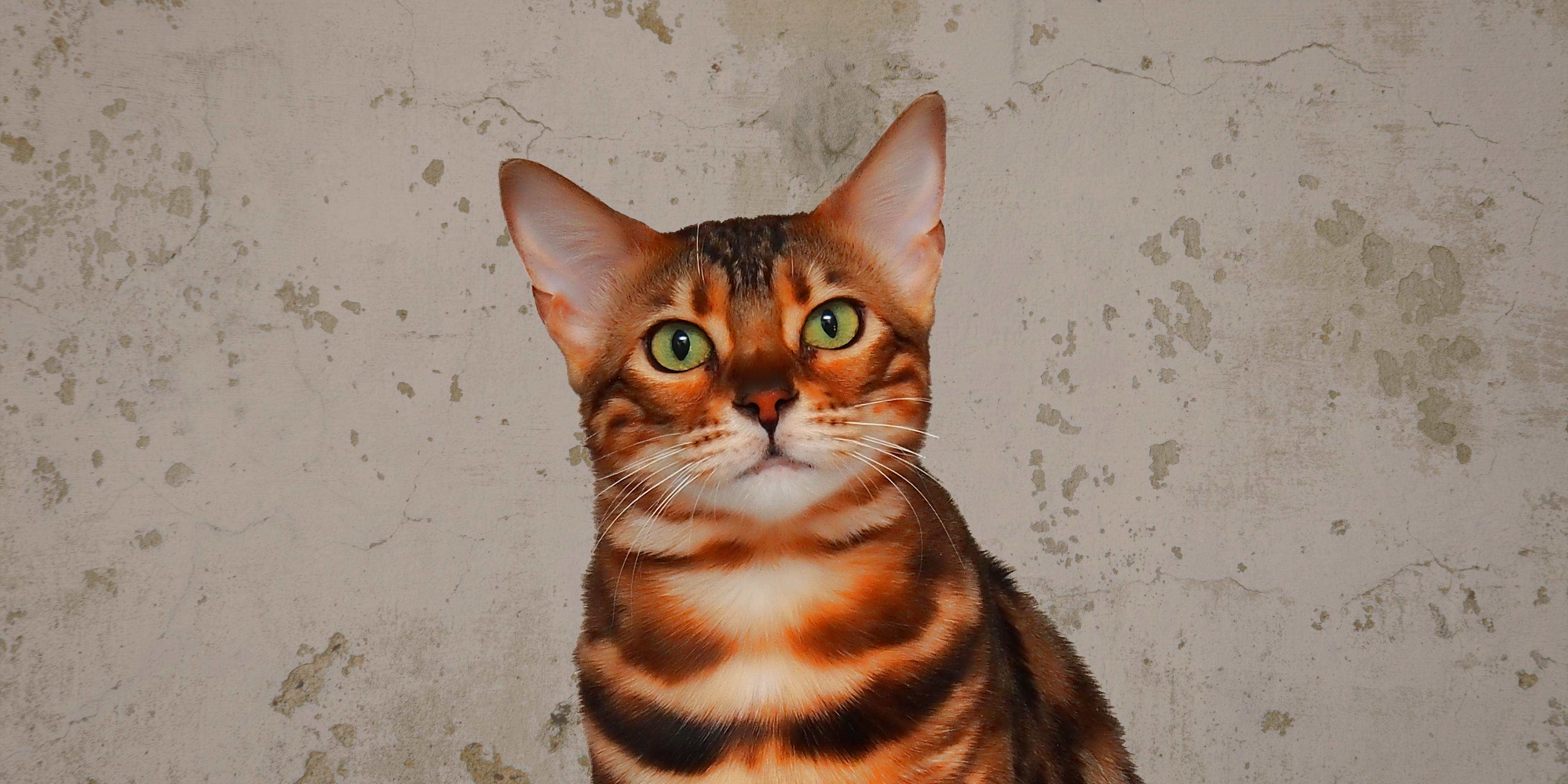 Free stock photo of cat, cat face, cat portrait