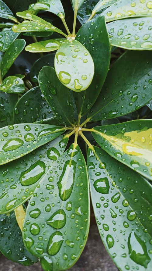 Free stock photo of plant leaf Stock Photo