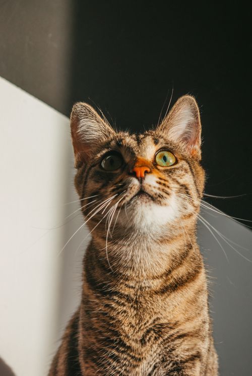 Free Adorable tabby cat looking upwards, captured in a bright indoor setting. Stock Photo