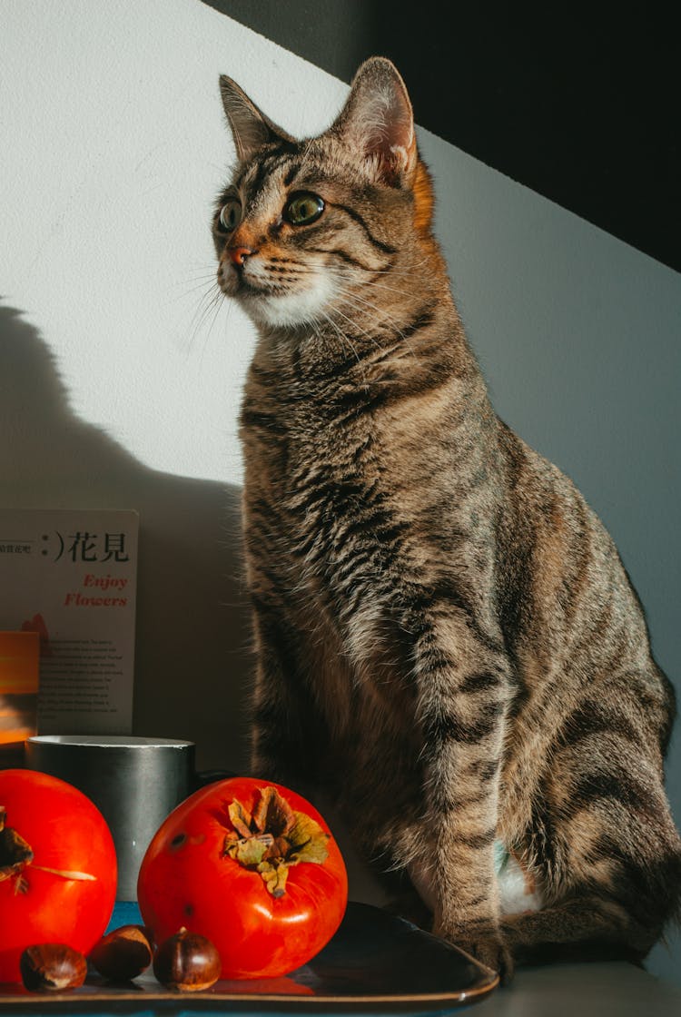 Cat Sitting By Tray With Food