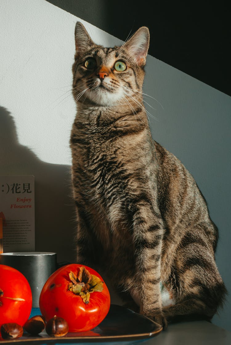 Cat Sitting By Tray With Fruit