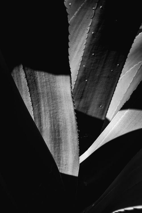 Free Abstract black and white close-up photo of agave plant leaves showcasing texture and light contrast. Stock Photo