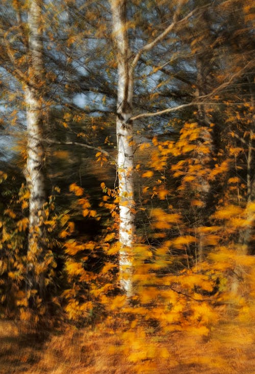 Trees with Golden Leaves in Autumn Forest