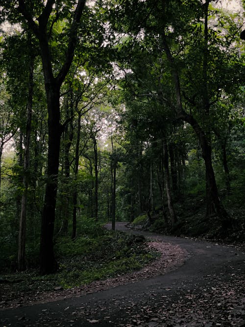 Walking Path in Green Park