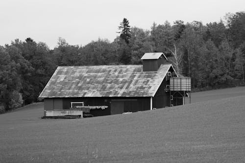 Fotos de stock gratuitas de blanco y negro, bosque, casa