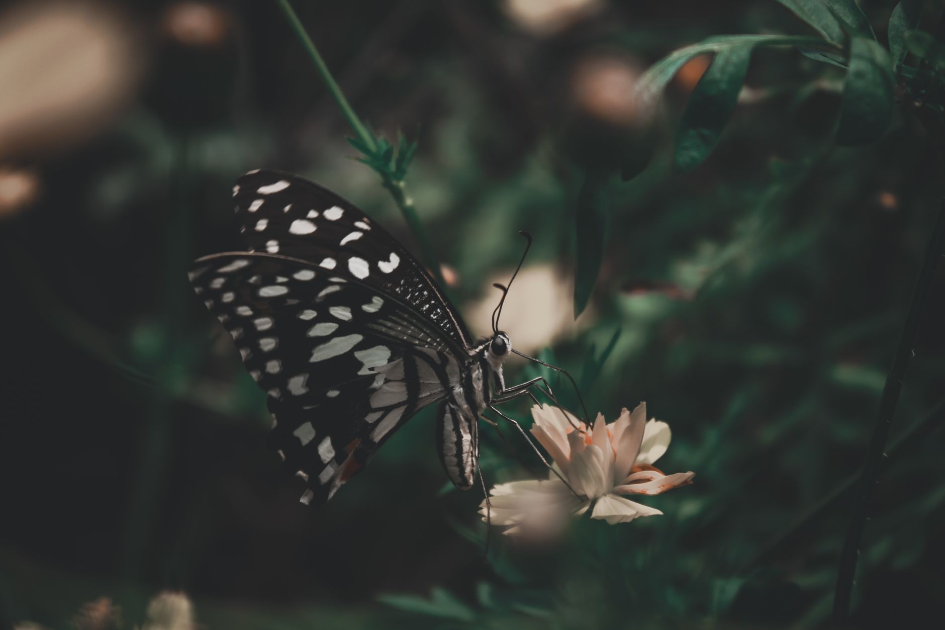 Integrating APIs Seamlessly in Flutter — My Battle-Tested Pattern