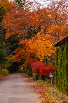 Scenic autumn pathway with vibrant foliage in Nagano, Japan, perfect for a serene stroll.