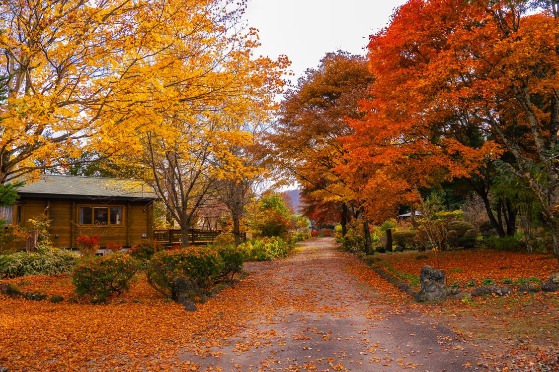 Village Street Covered with Autumn Leaves · Free Stock Photo