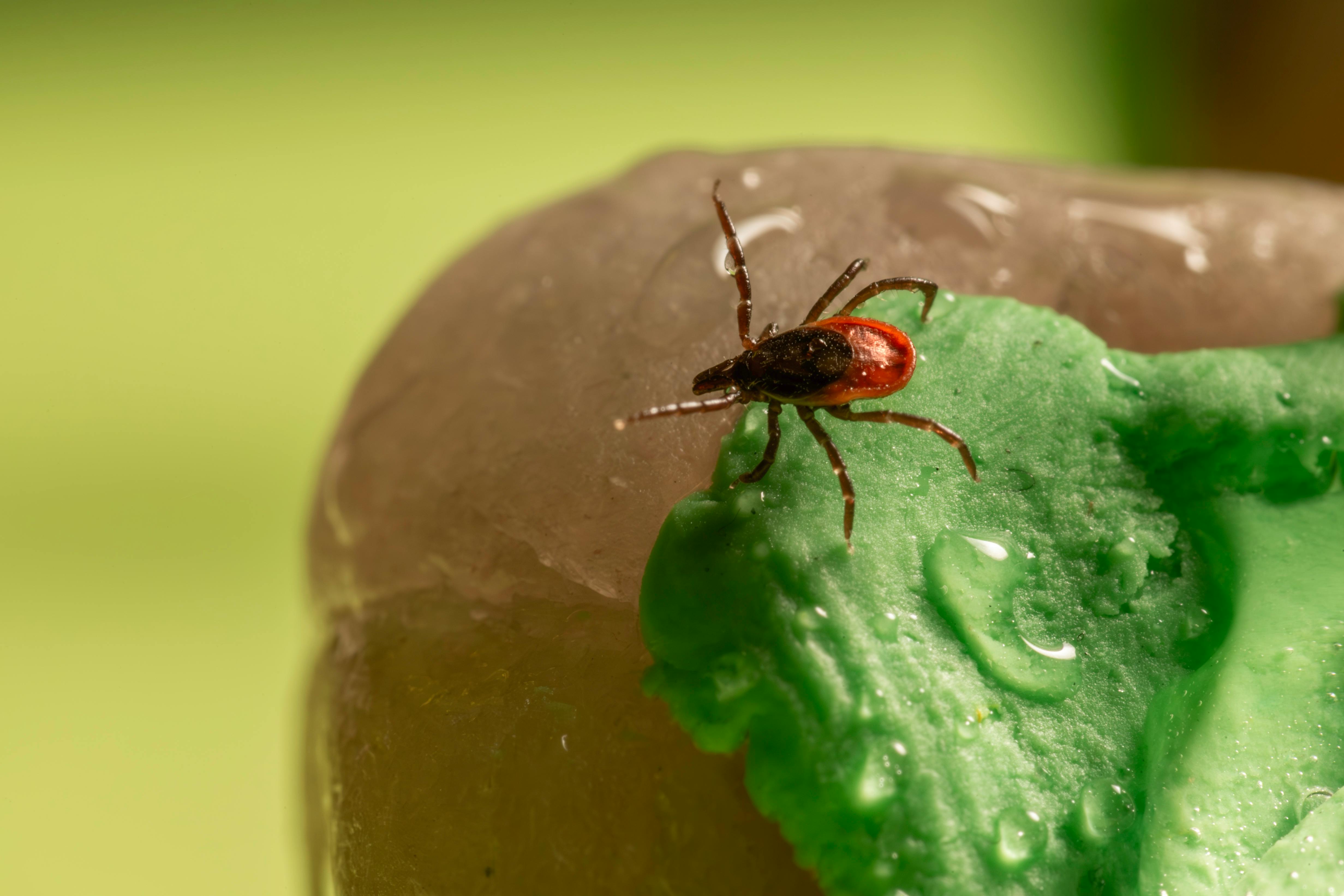 A tick is sitting on top of a green piece of plastic