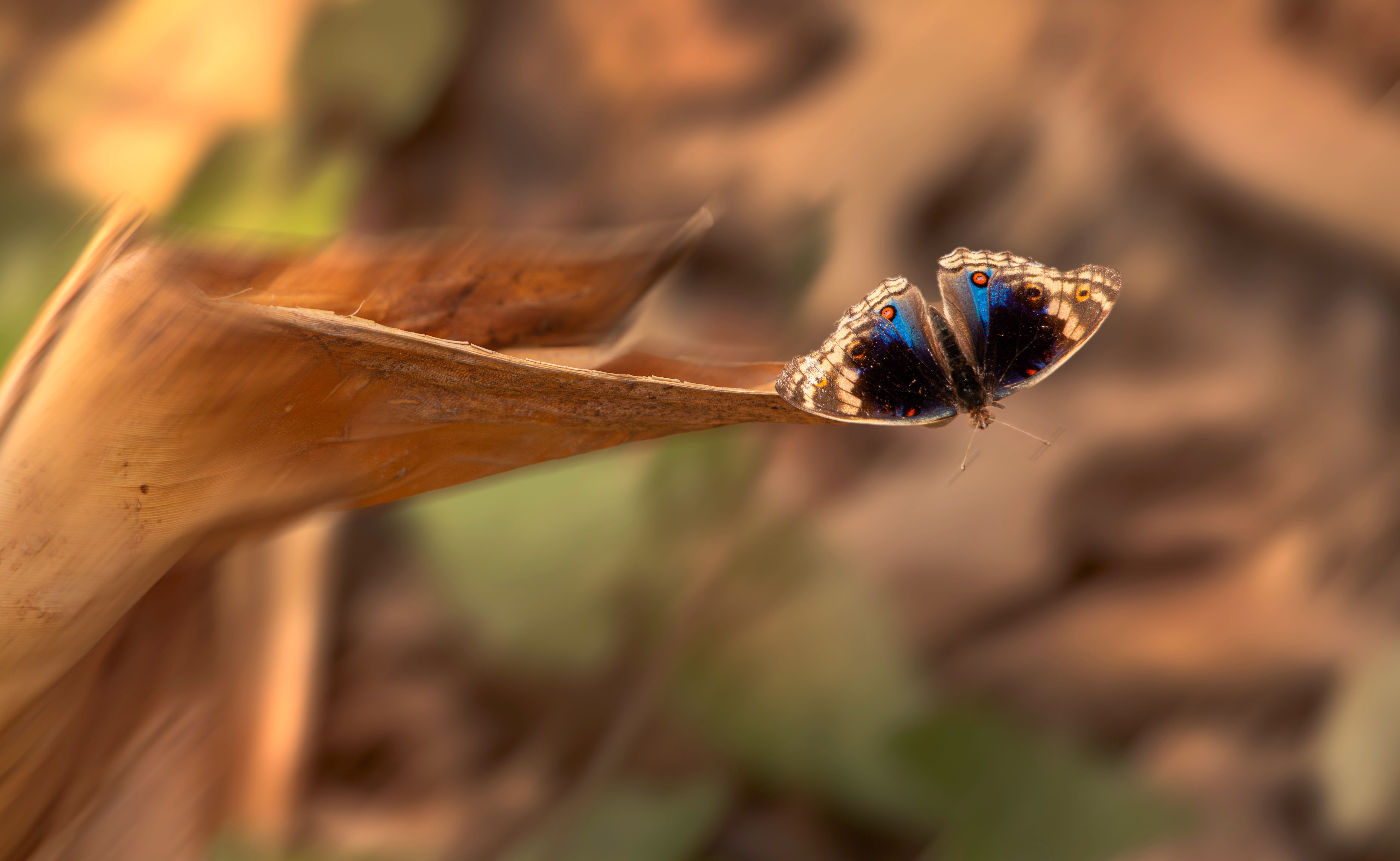 A blue butterfly sitting on a leaf in the woods · Free Stock Photo