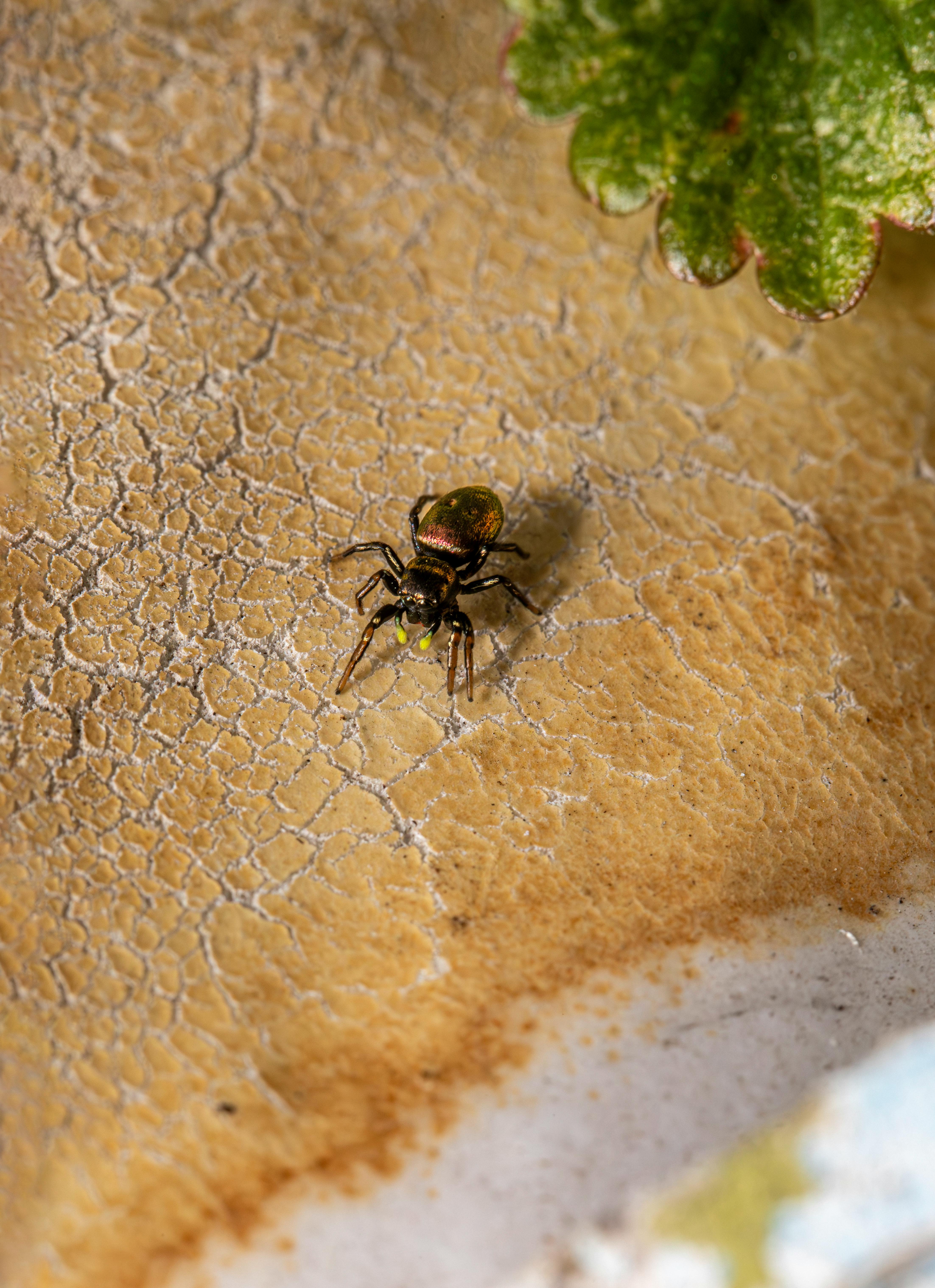 A spider is sitting on a wall with a leaf