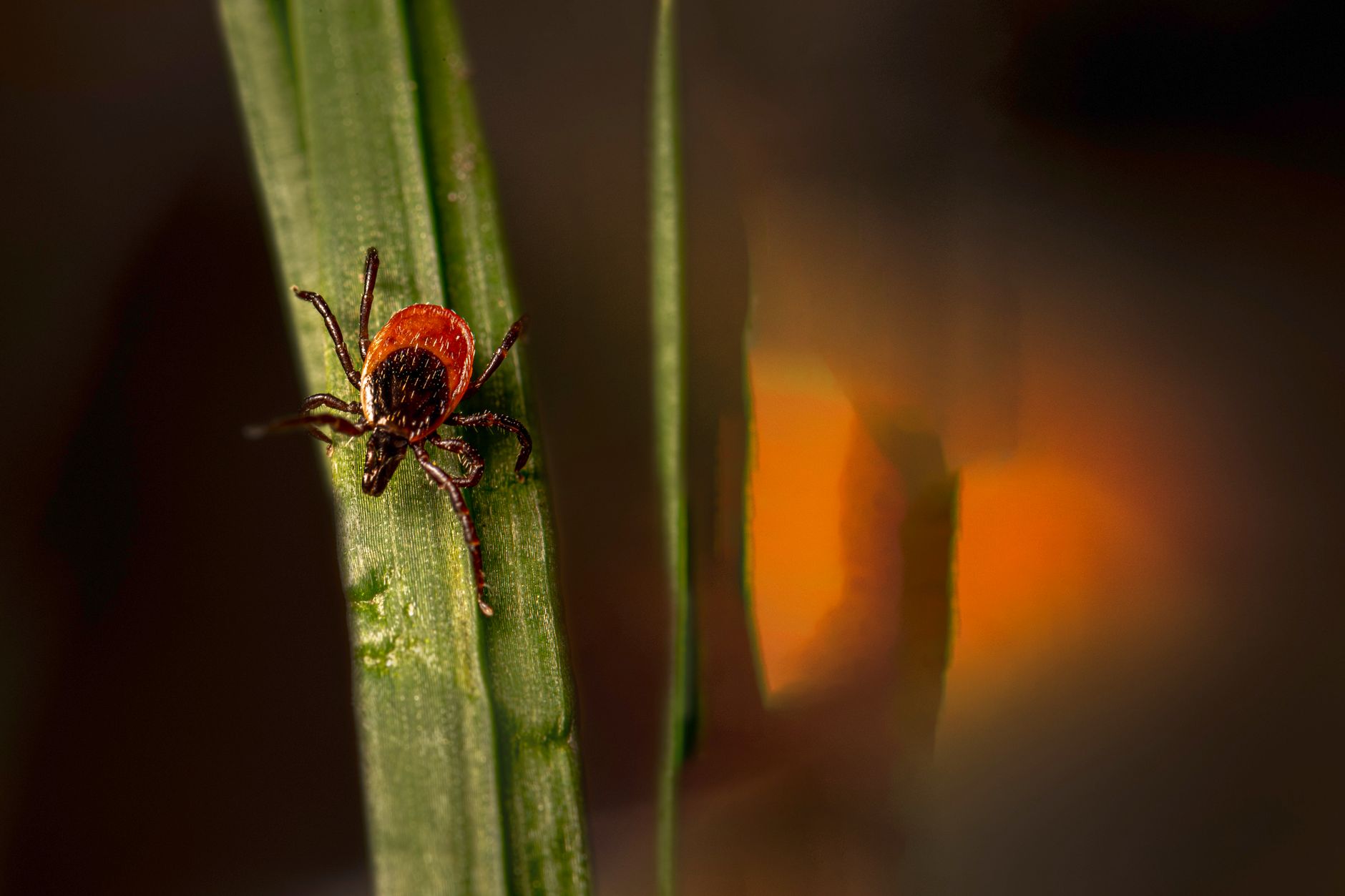 Close-up of a tick climbing a green grass blade in a natural setting.