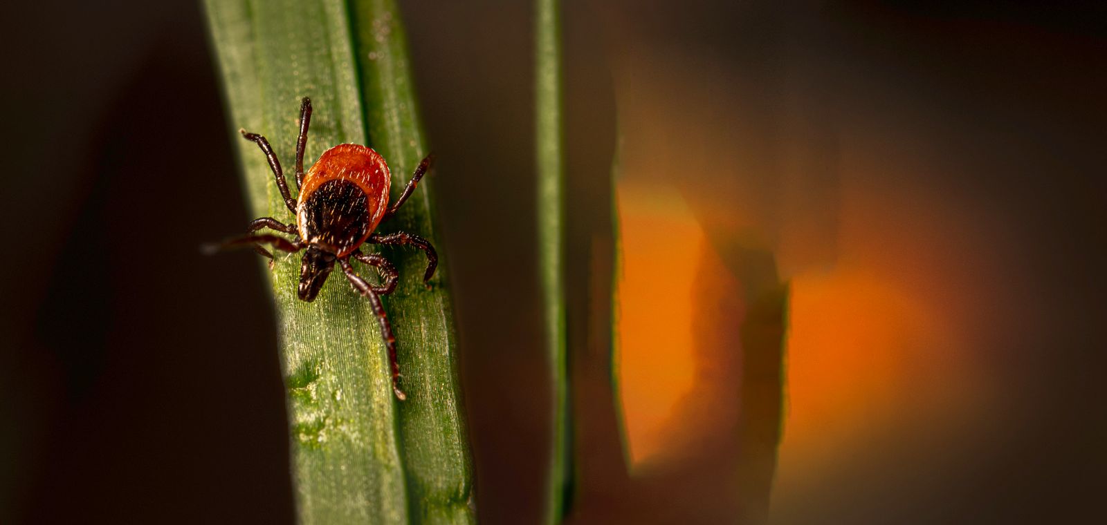 Tick climbing a blade of grass