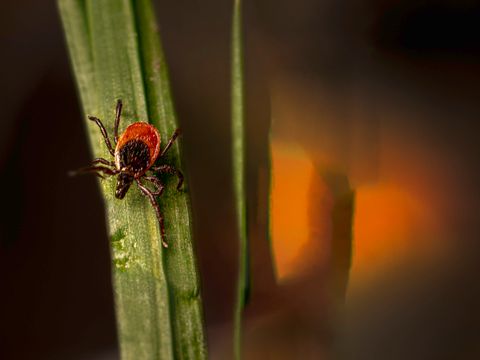 Tick climbing a blade of grass