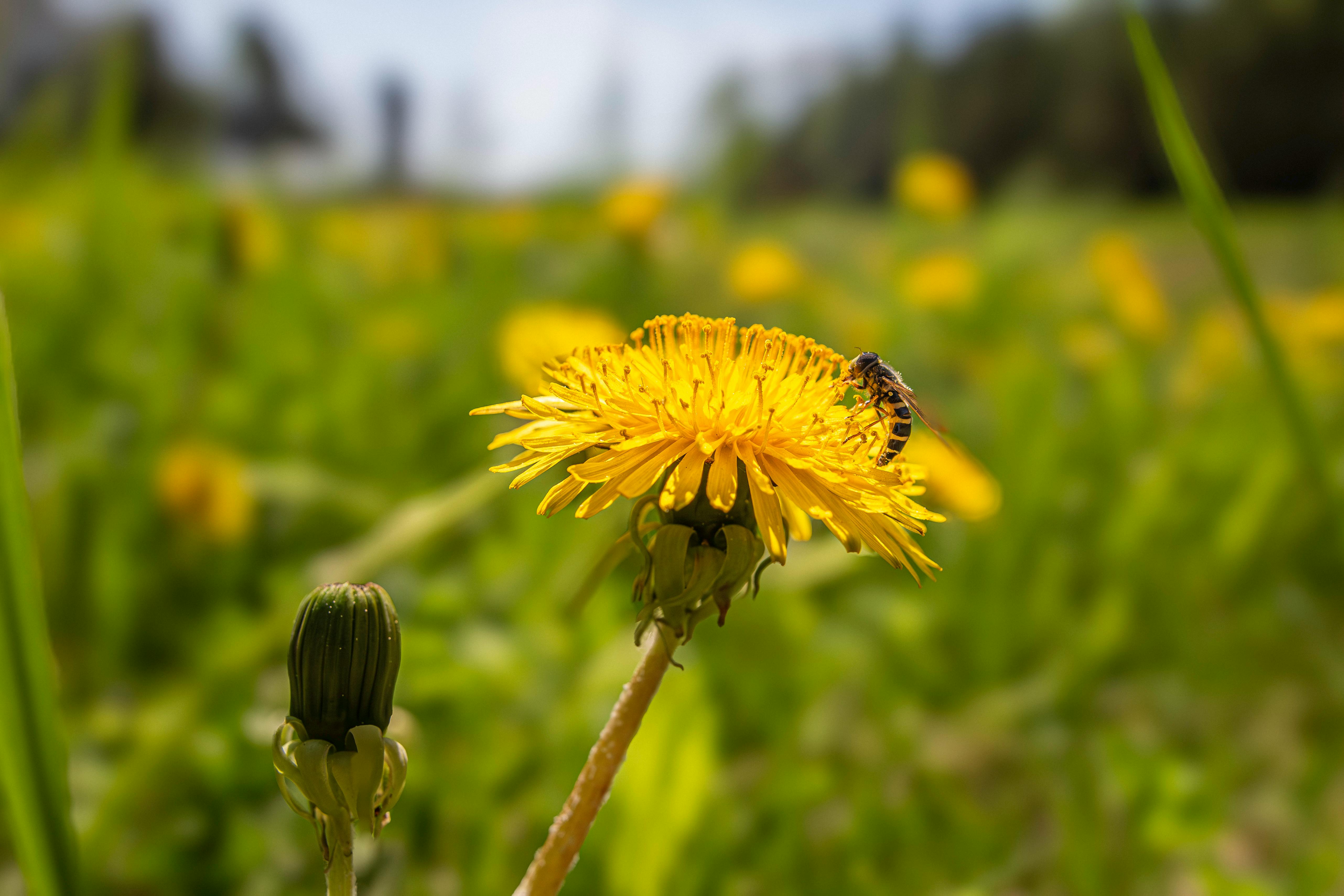 a bee on a dandelion in a field