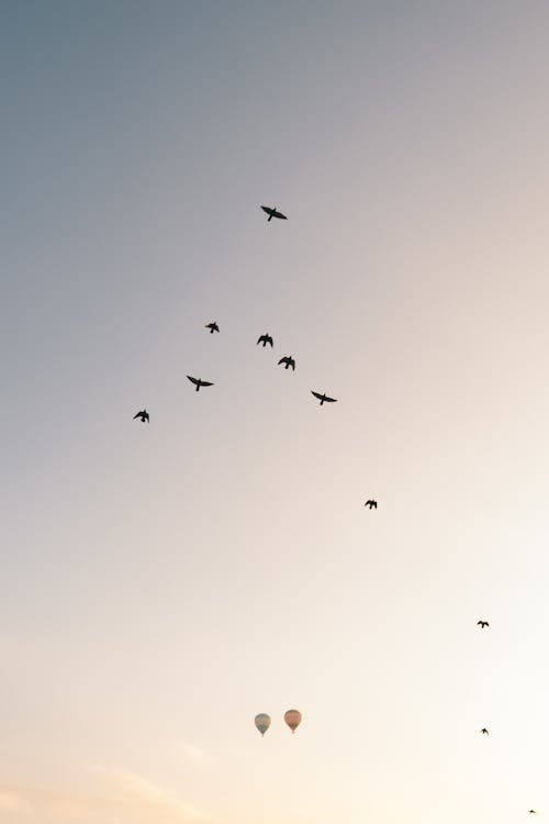 Flock of Birds in the Sky