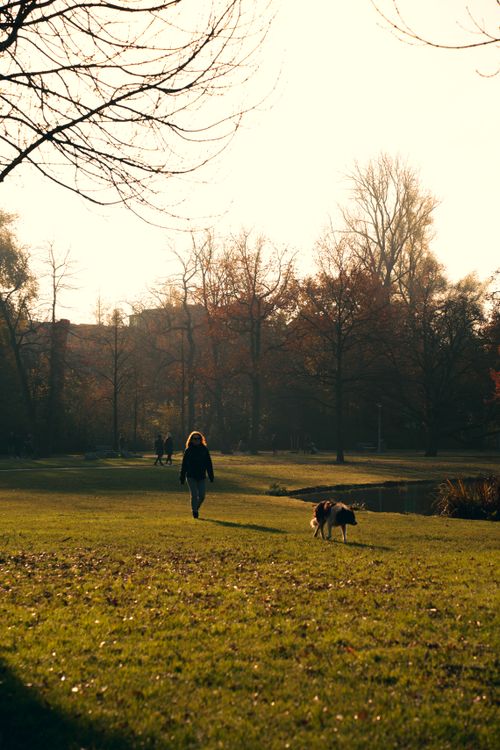 Free A woman walks her dog in a sunlit park, capturing a peaceful autumn moment. Stock Photo