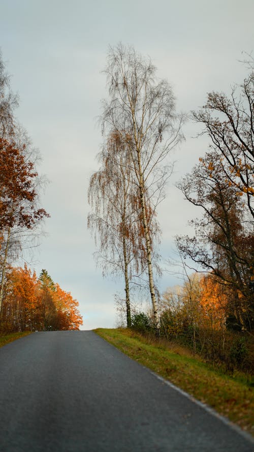 Gratis arkivbilde med asfalt, falle, høst