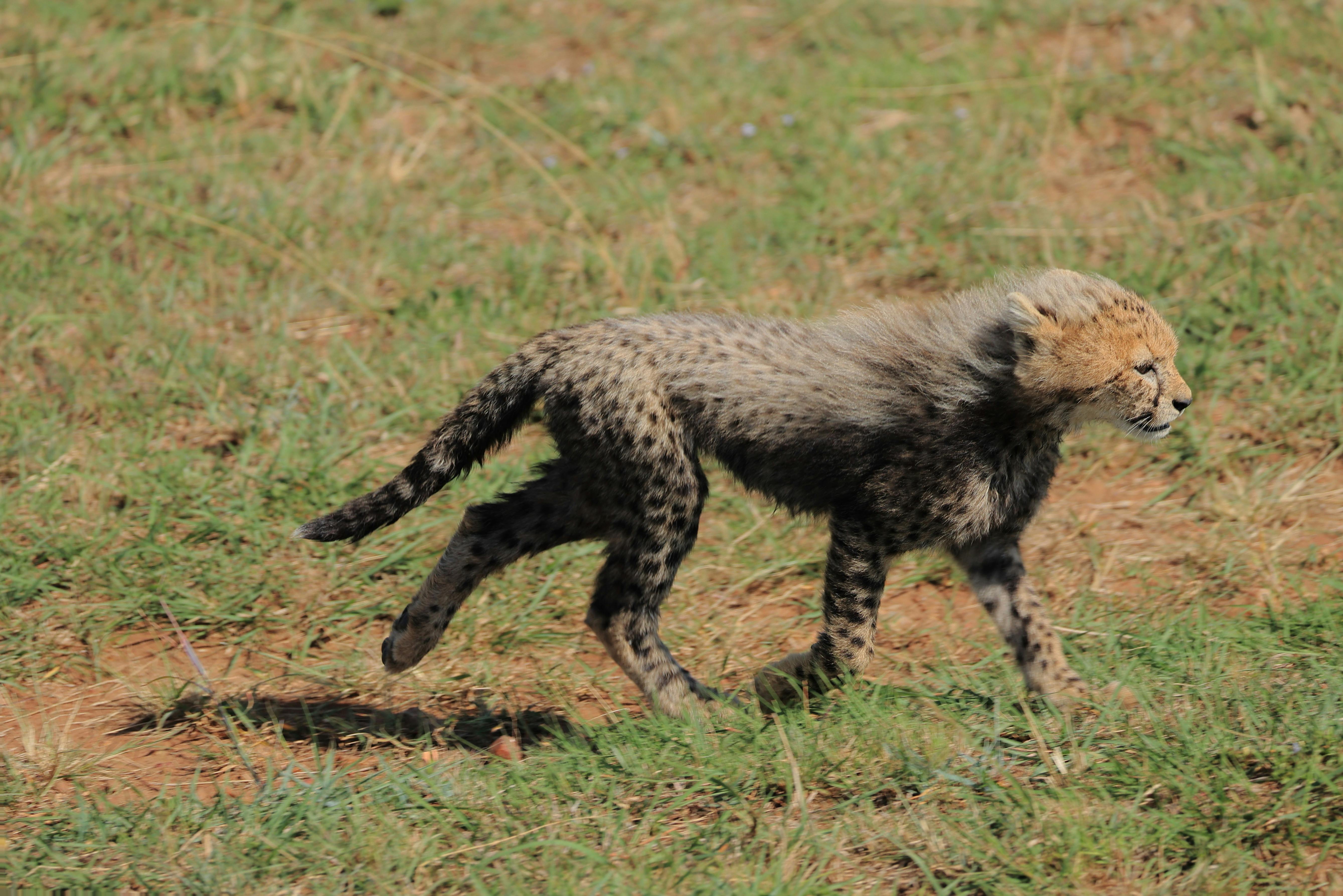 A young cheetah cub runs energetically across the grassy plains in Kenya.