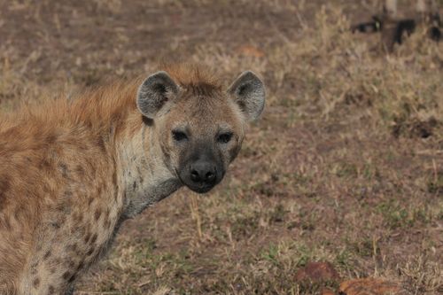 Free Close-up of a solitary spotted hyena in its natural savannah habitat in Kenya. Stock Photo
