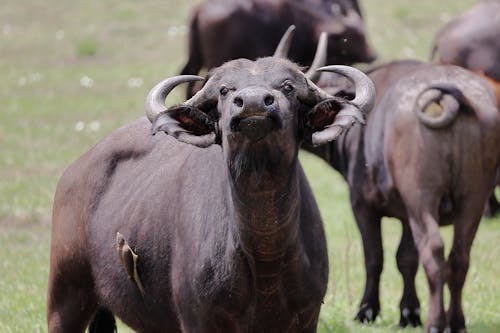 Water Buffalo on Meadow