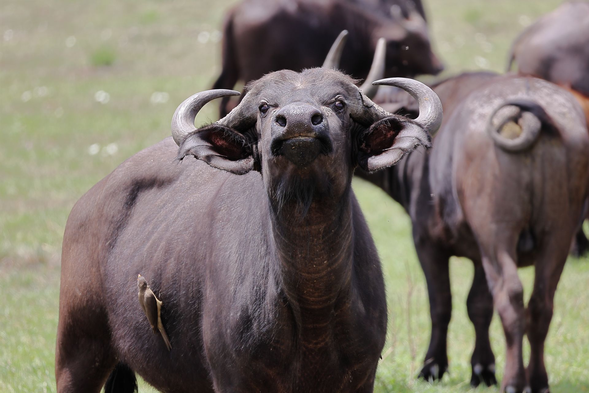 Water Buffalo on Meadow