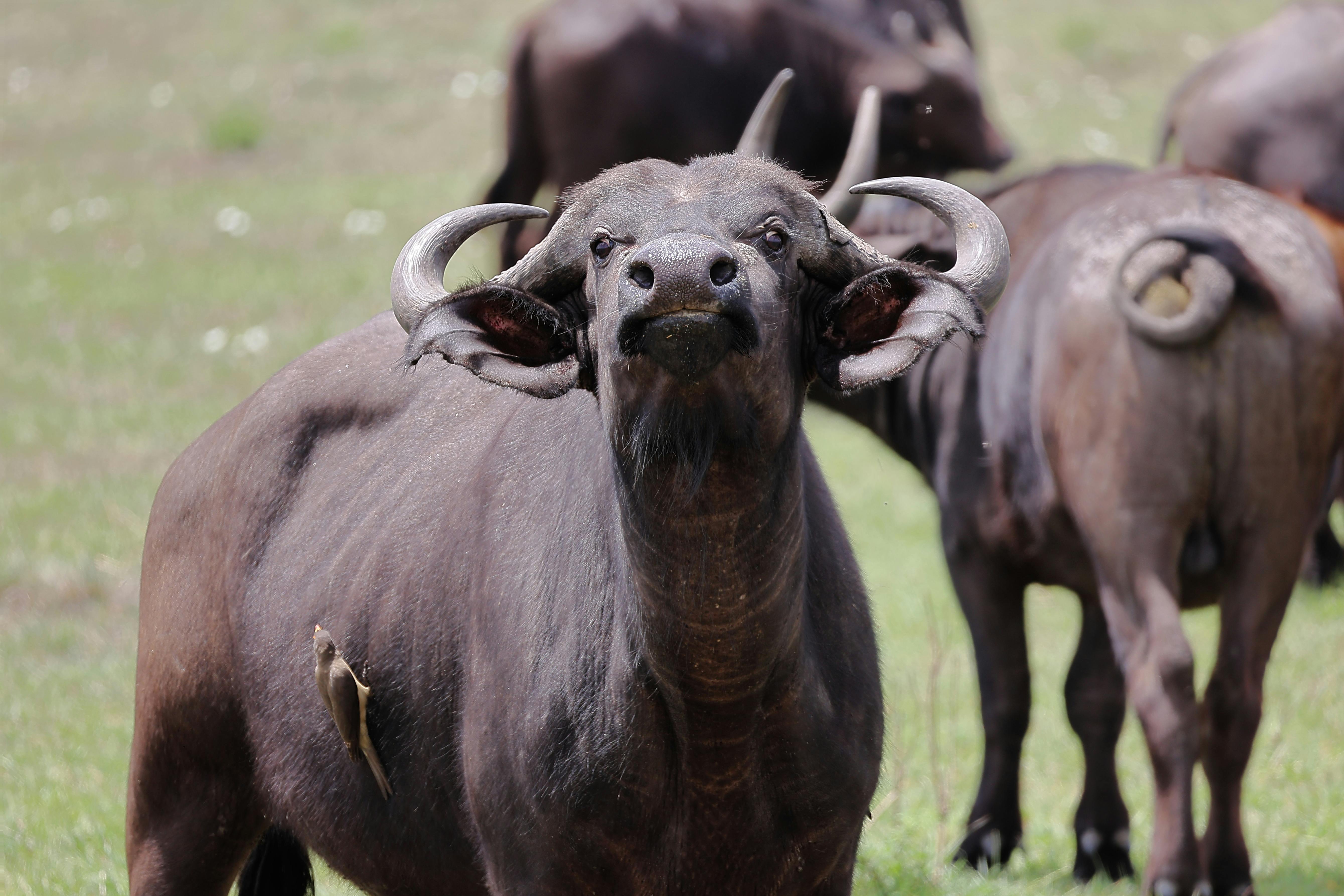 grátis Foto profissional grátis de África, animais selvagens, ao ar livre Foto profissional