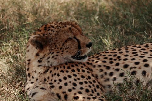 Free A cheetah rests gracefully in the grasslands of Kenya, showcasing its elegant spots. Stock Photo