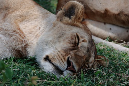 Lioness Sleeping on Grass