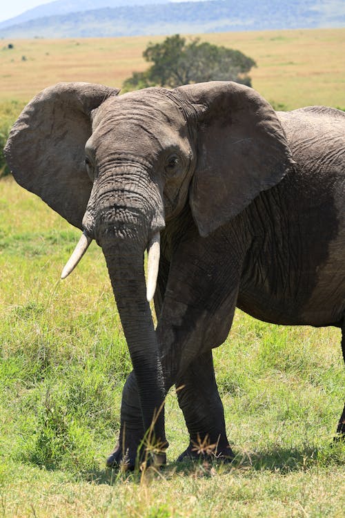 Elefant · Free Stock Photo