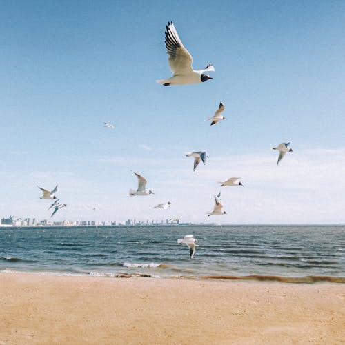 Seagulls Flying over Beach
