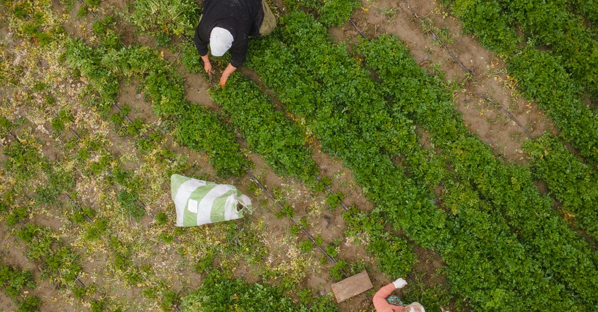 Innovaciones agrícolas que transformaron la alimentación global Innovaciones agrícolas que transformaron la alimentación global