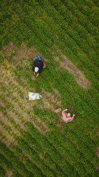 Drone shot capturing farmers harvesting in a lush green field in Çeltikçi, Burdur, Türkiye. High-angle view.