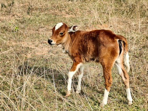 Little Cow on a Meadow 