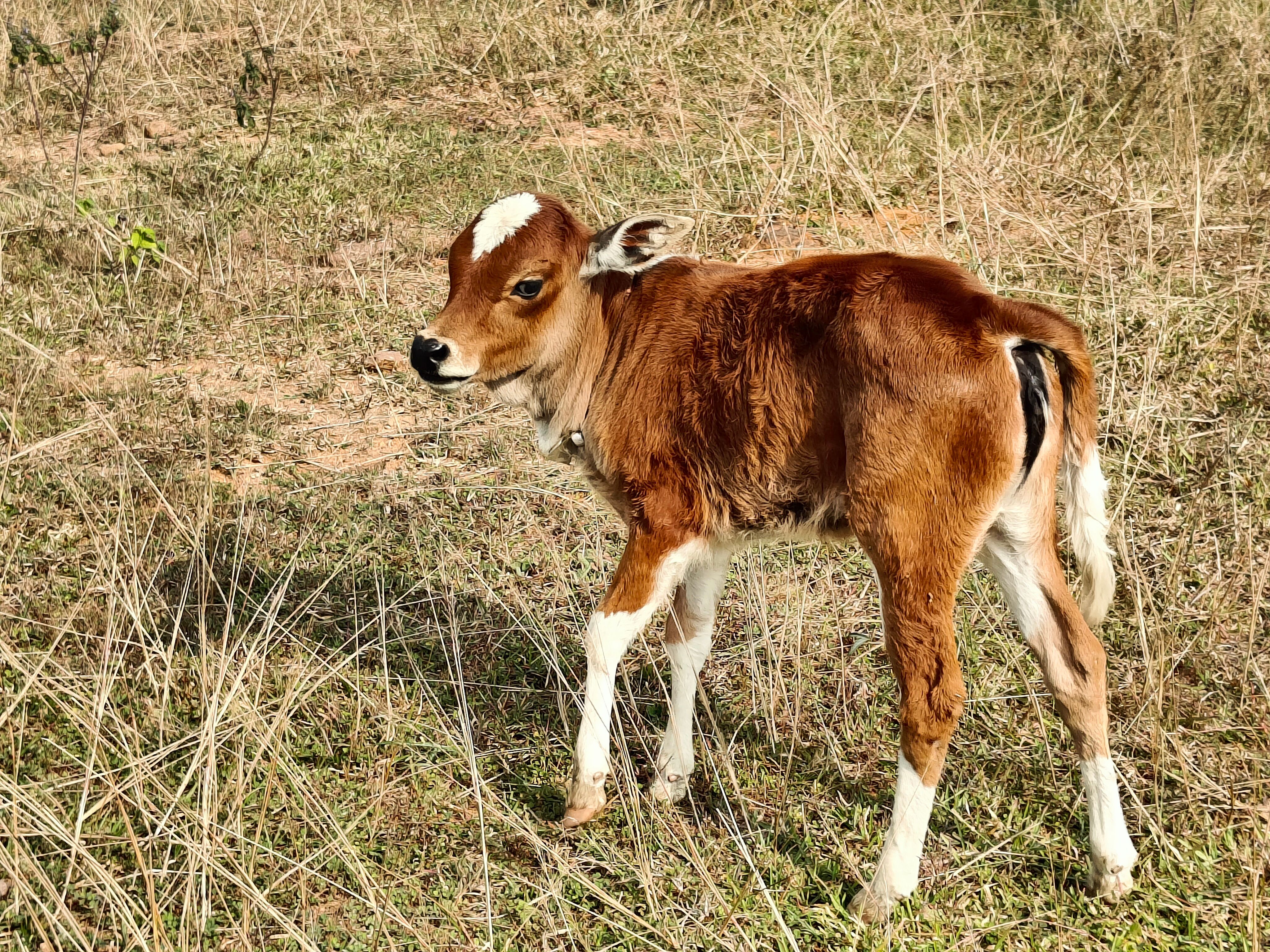 Little Cow on a Meadow · Free Stock Photo