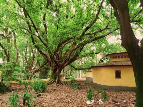 Darmowe zdjęcie z galerii z ciemnozielony, ogród, ogród botaniczny